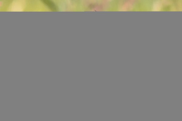 les combats les plus spectaculaires de l'année